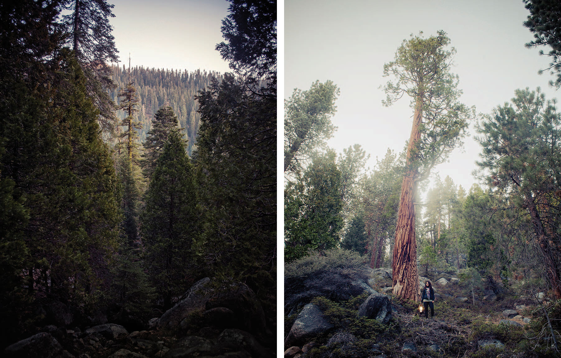 camping-the-west-sequoia