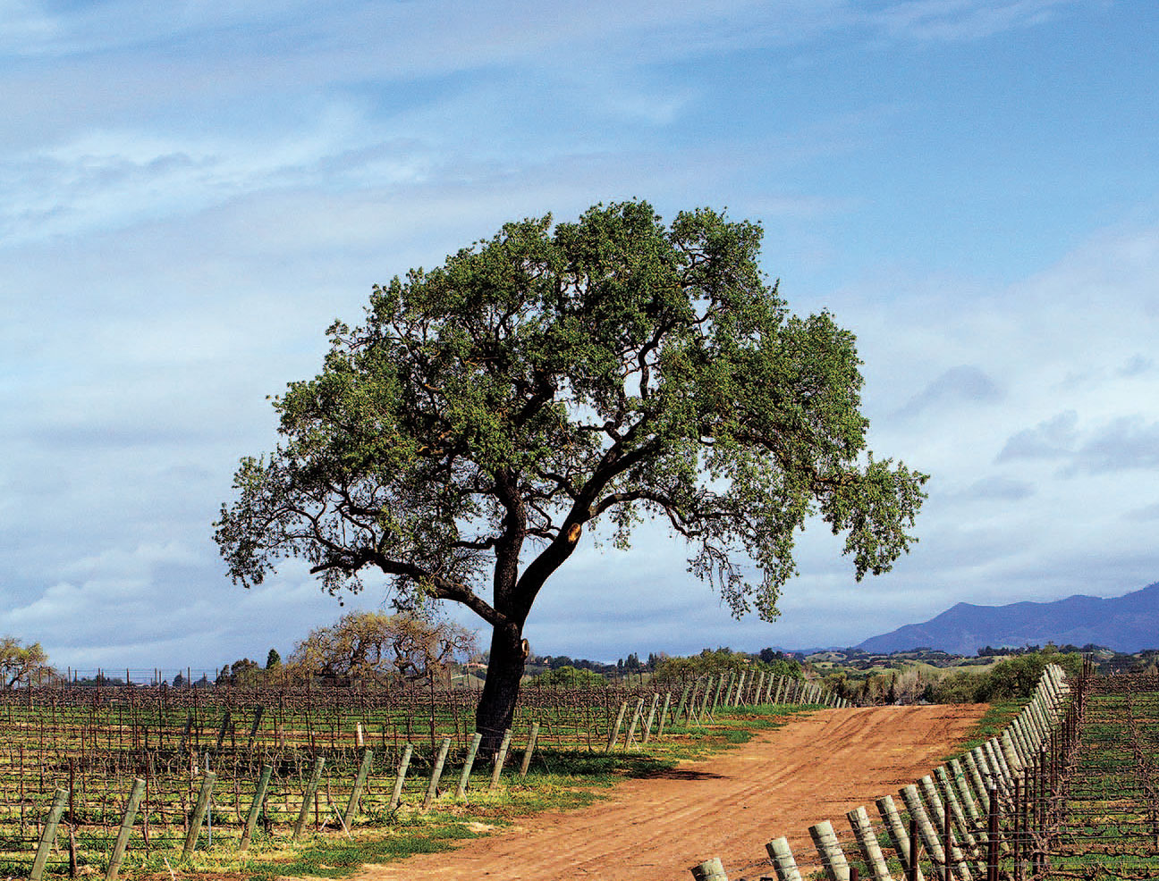 Photography: Jeremy Ball/Courtesy Kitá Wines