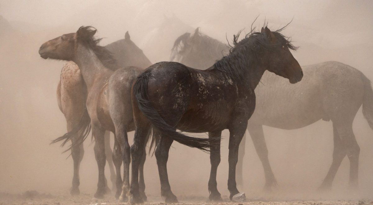 NATURE: "American Horses"