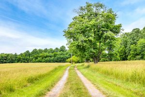 Willie Nelson Hideaway