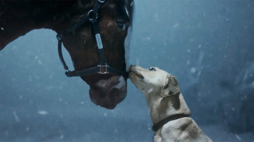 Budweiser Clydesdale and Labrador Retriever