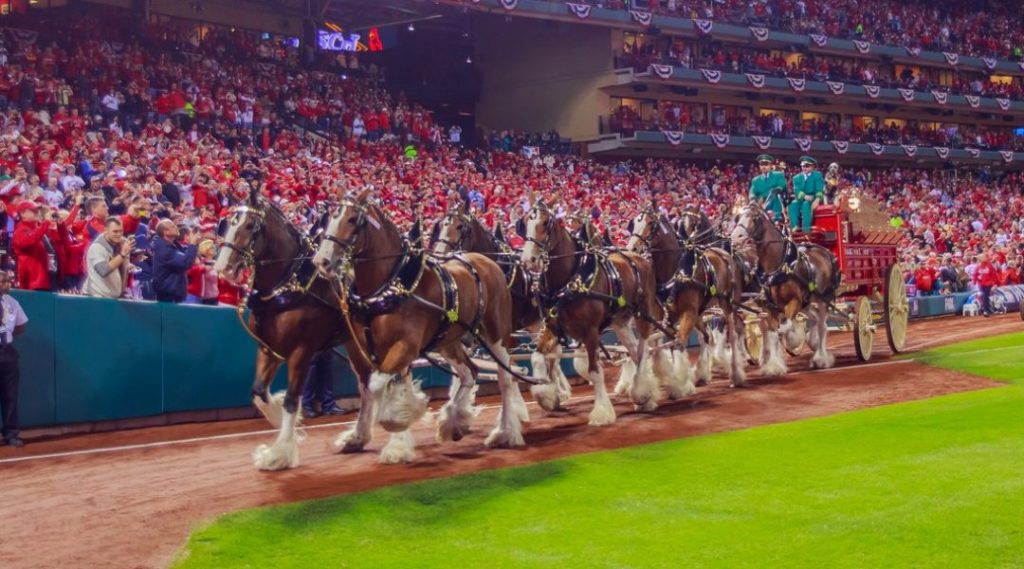 Budweiser Clydesdales 